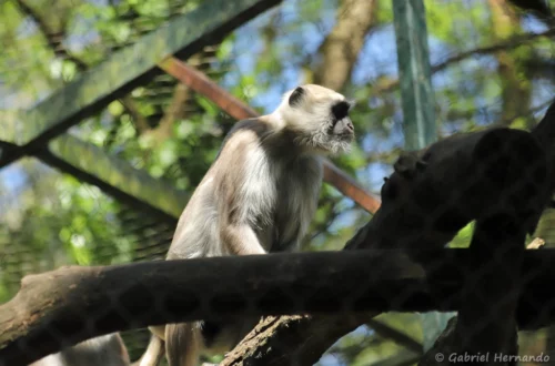 Langur sacré