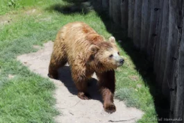 Ours brun