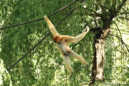 Gibbon à favoris roux - Nomascus gabriellae (ZooParc de Beauval, mai 2025)
