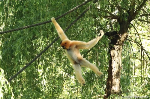 Gibbon à favoris roux - Nomascus gabriellae (ZooParc de Beauval, mai 2025)