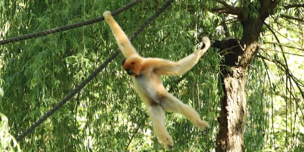 Gibbon à favoris roux - Nomascus gabriellae (ZooParc de Beauval, mai 2025)