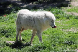 Loup arctique