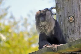 Macaque ouandérou - Macaca silenus (ZooParc de Beauval, mai 2025)