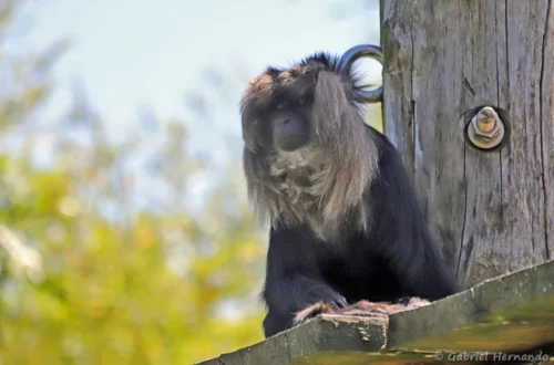 Macaque ouandérou - Macaca silenus (ZooParc de Beauval, mai 2025)