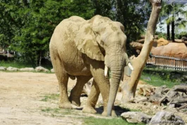 Éléphant de savane d'Afrique