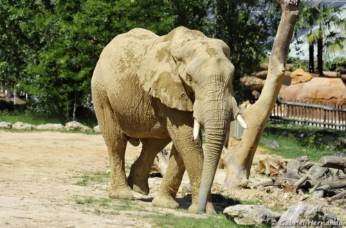 Éléphant de savane d'Afrique