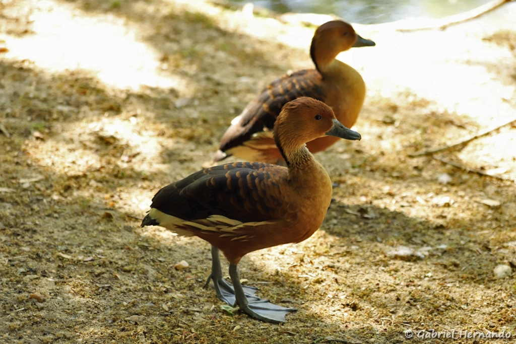 Dendrocygne fauve