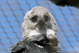 Tête de la Harpie féroce