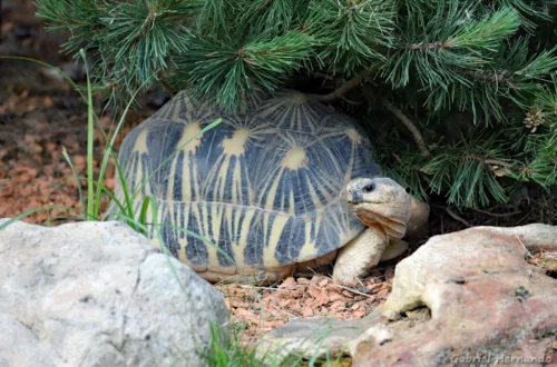 Tortue étoilée de Madagascar