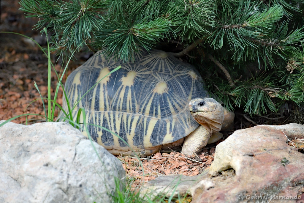 Tortue étoilée de Madagascar