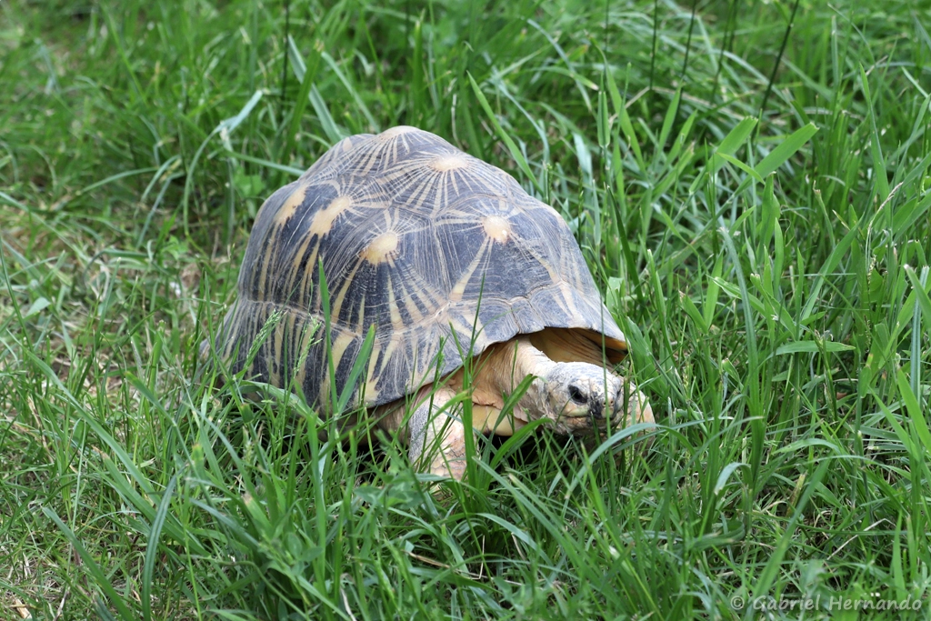 Tortue étoilée de Madagascar