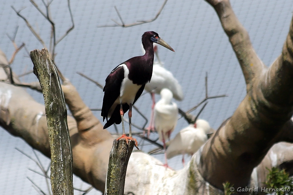 Cigogne d'Abdim