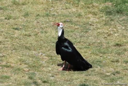 Ibis du Cap