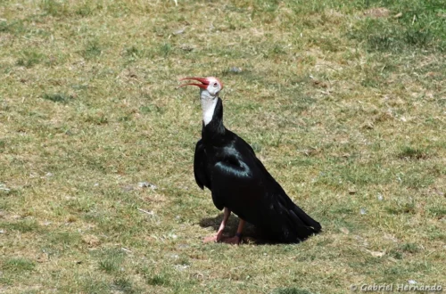 Ibis du Cap