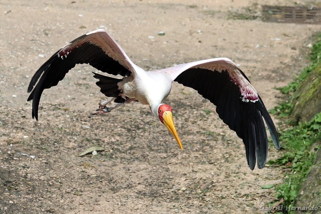 Tantale ibis en vol