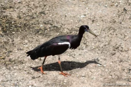 Cigogne d'Abdim