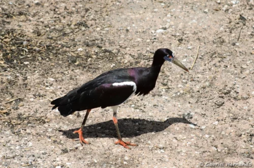 Cigogne d'Abdim