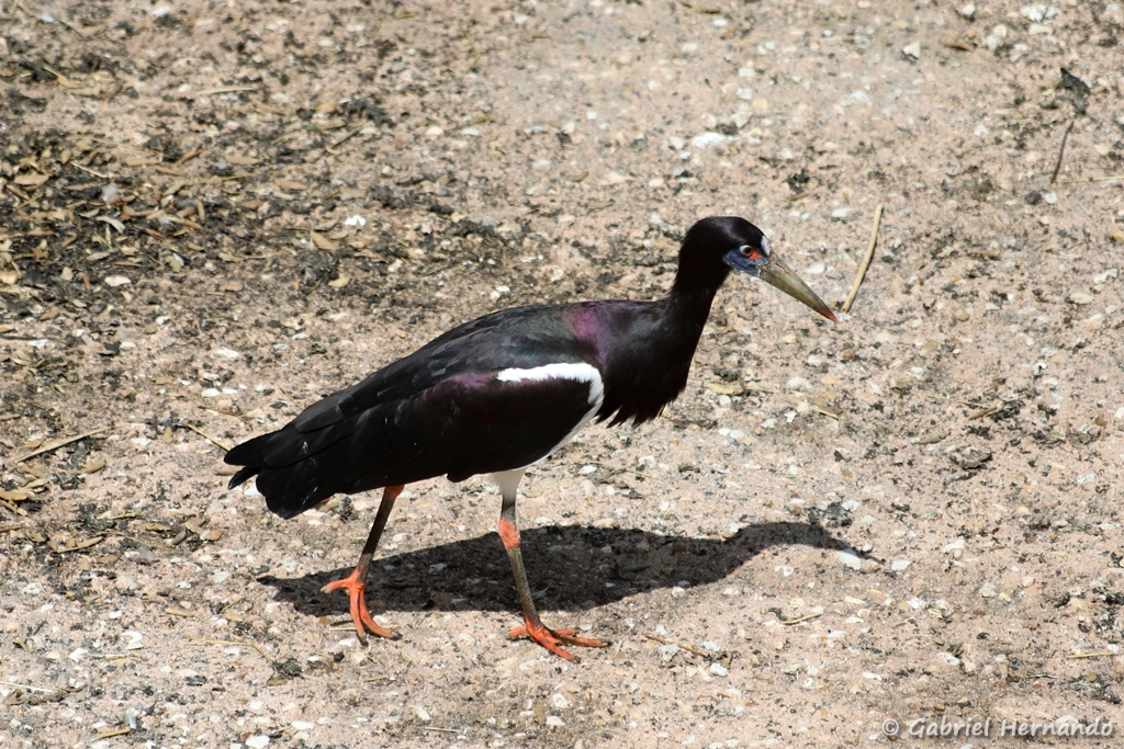 Cigogne d'Abdim