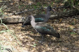 Ibis hagedash