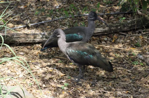 Ibis hagedash