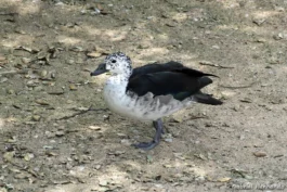 Canard à bosse
