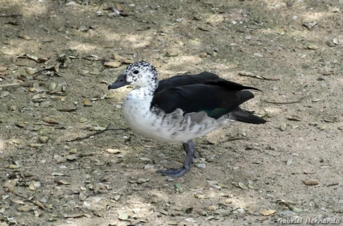 Canard à bosse