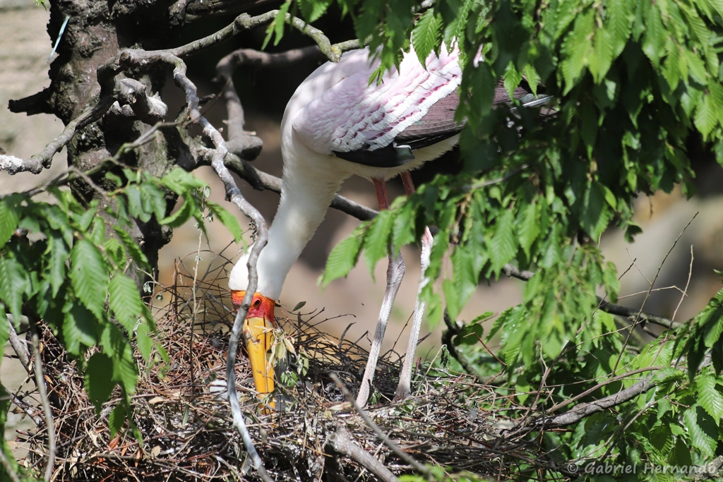 Tantale ibis prenant soin de sa couvée