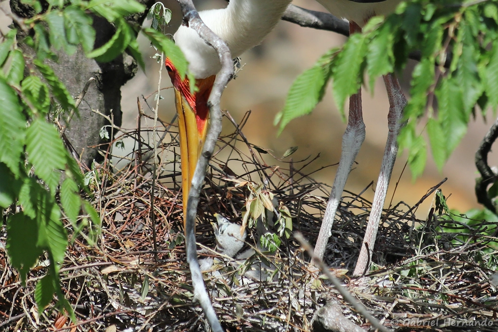 Tantale ibis avec son poussin