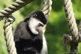 Colobe guéréza du Mont Kenya ou Colobe noir et blanc de l'est