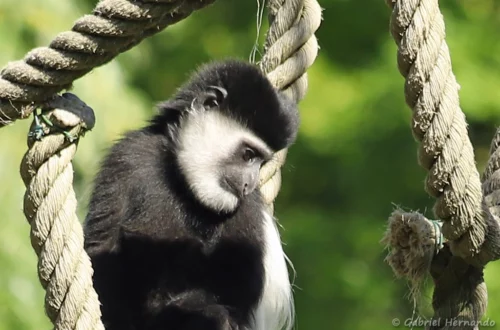 Colobe guéréza du Mont Kenya ou Colobe noir et blanc de l'est