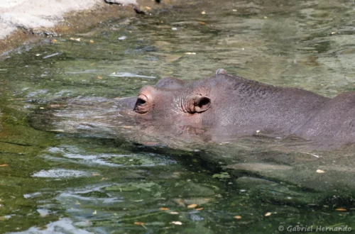 Hippopotame amphibie ou Hippopotame commun