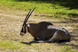 Oryx beïsa