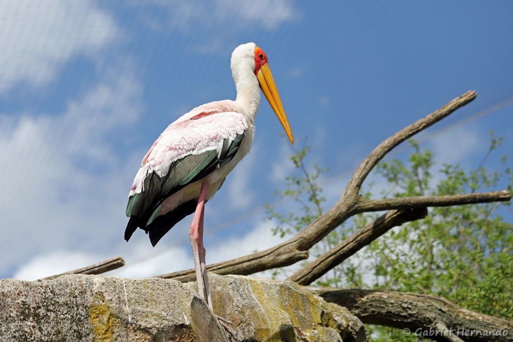 Tantale ibis