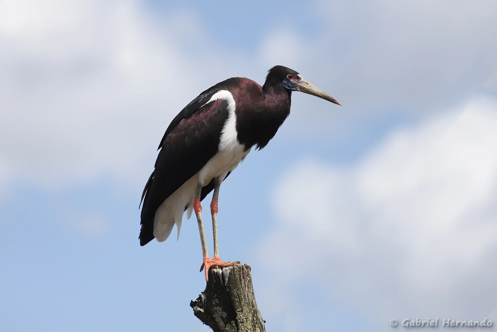 Cigogne d'Abdim
