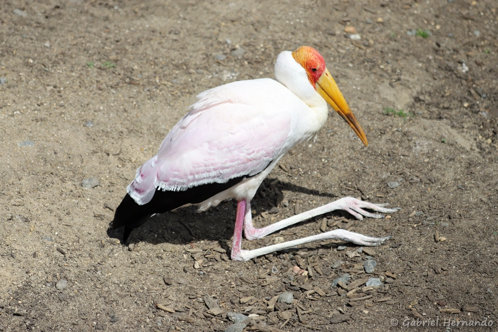 Tantale ibis au repos