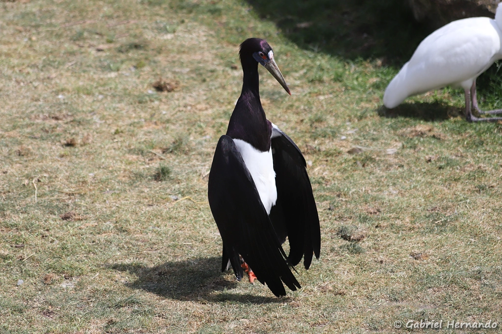 Cigogne d'Abdim