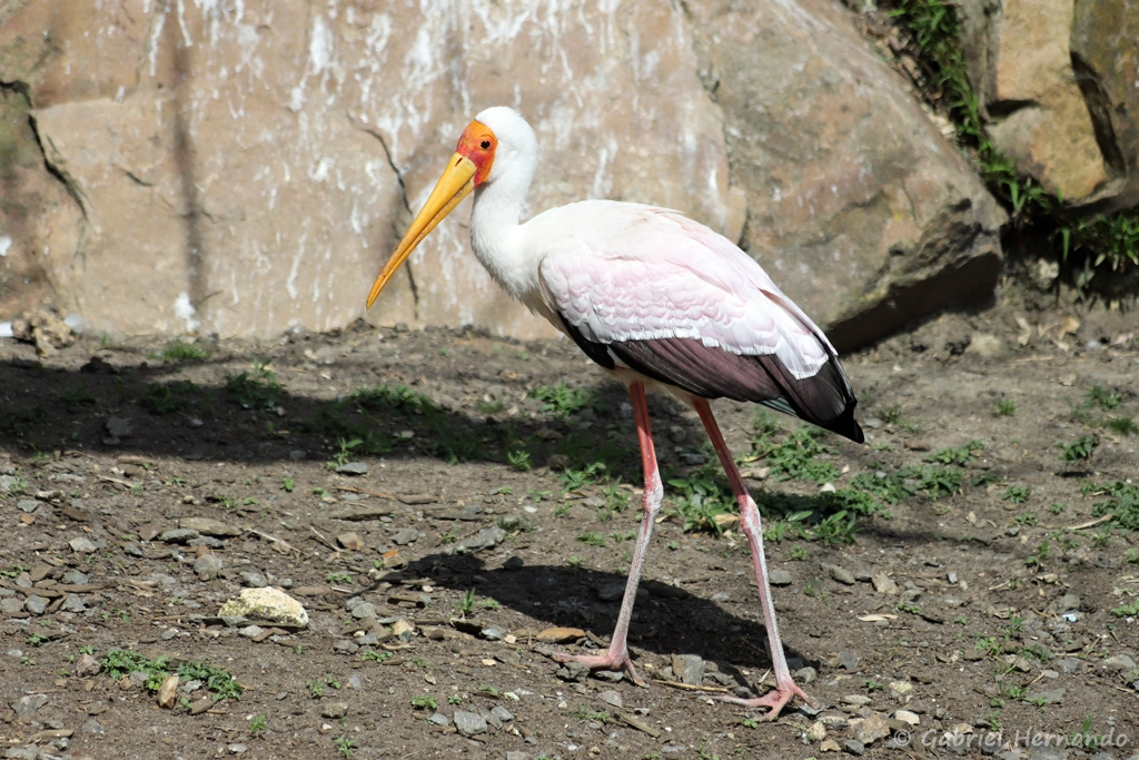Tantale ibis