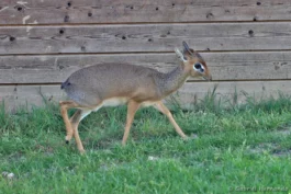 Dik-dik de Kirk