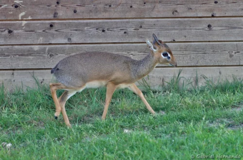 Dik-dik de Kirk