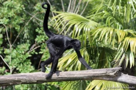 Singe-araignée noir de Colombie ou Atèle de Colombie