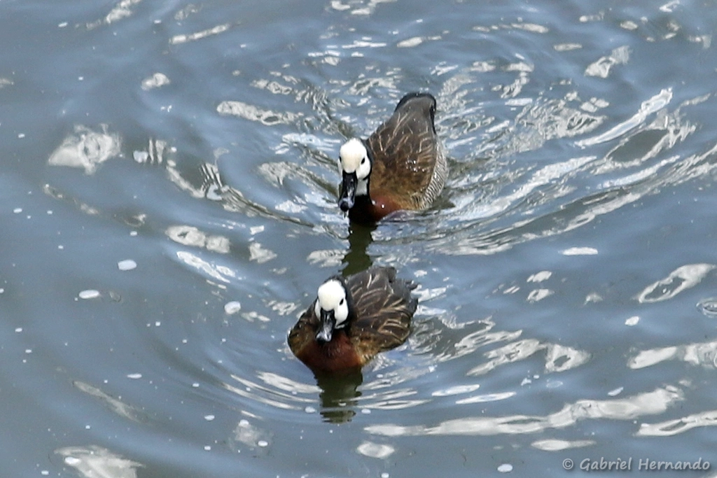 Dendrocygne veuf