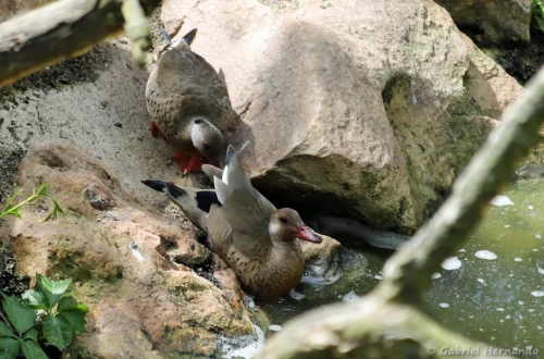 Canard amazonette
