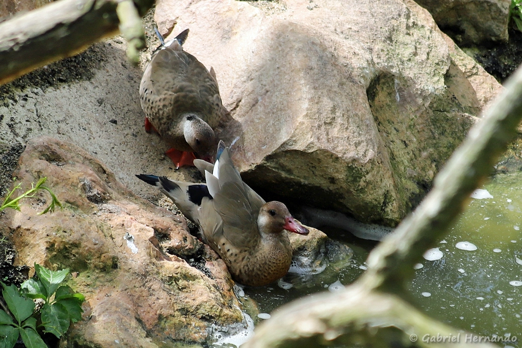 Canard amazonette