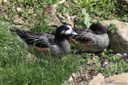 Canard de Chiloé