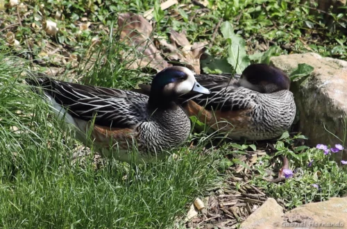 Canard de Chiloé