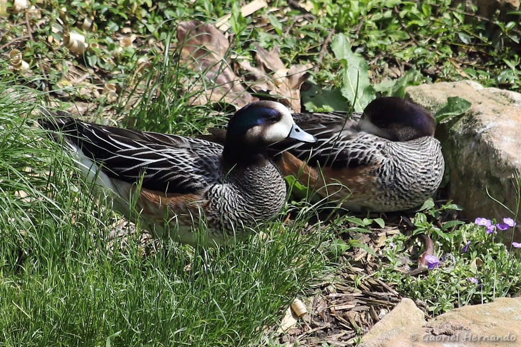 Canard de Chiloé