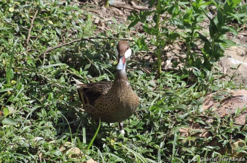 Canard des Bahamas