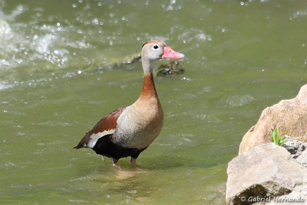 Dendrocygne à ventre noir