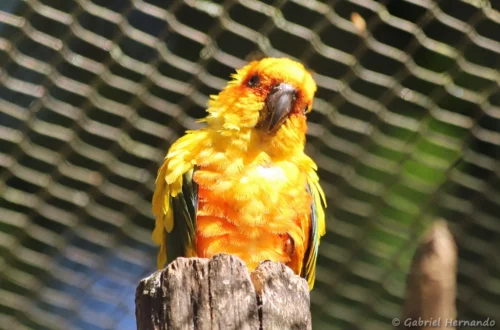 Conure soleil