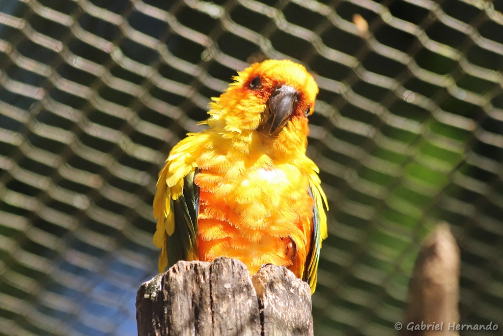 Conure soleil